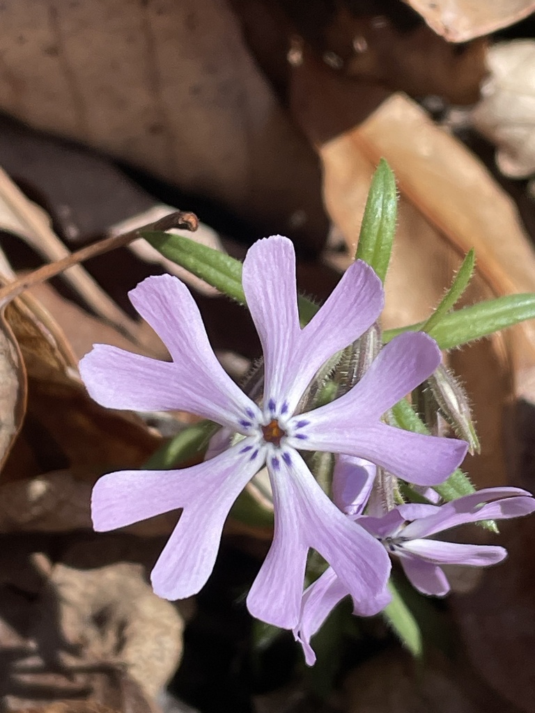 Cleft phlox (Phlox bifida)