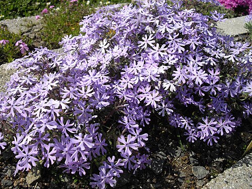 Cleft phlox: Phlox bifida"
