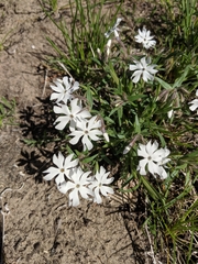 Cleft phlox (Phlox bifida)
