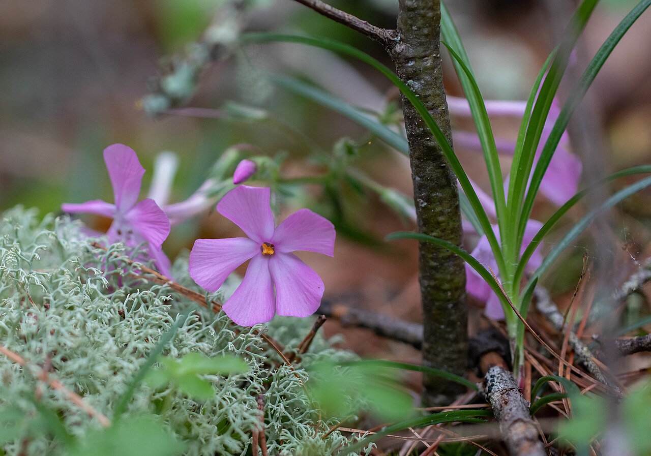 Swordleaf phlox: Swordleaf Phlox ( Phlox buckleyi ) in the United States