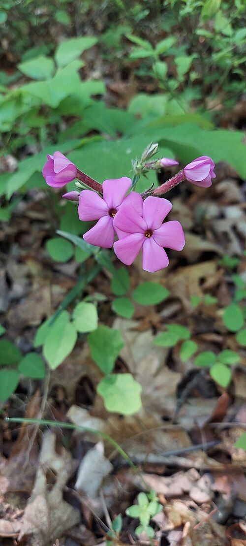 Swordleaf phlox: Swordleaf Phlox ( Phlox buckleyi ) in the United States