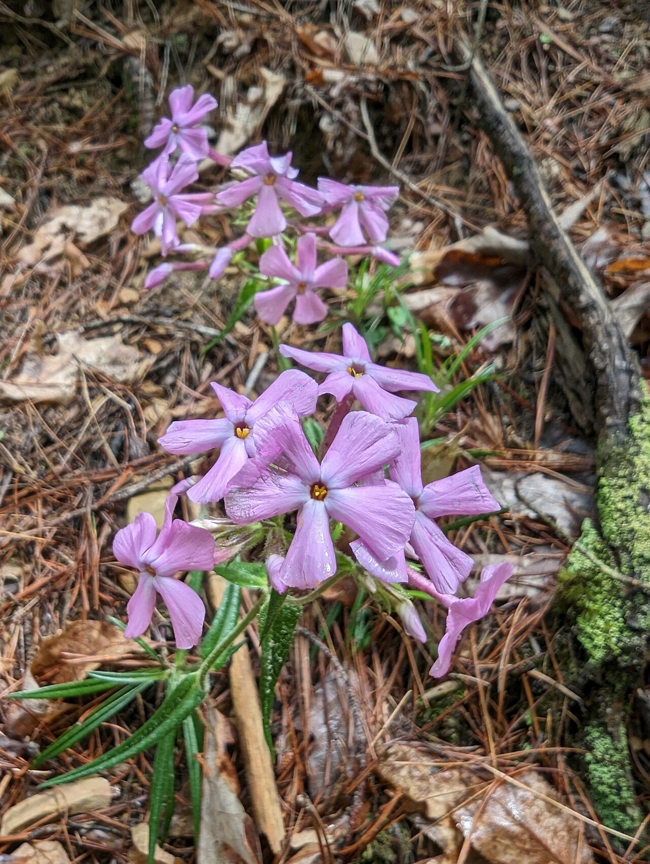 Swordleaf phlox: Swordleaf Phlox ( Phlox buckleyi ) in the United States