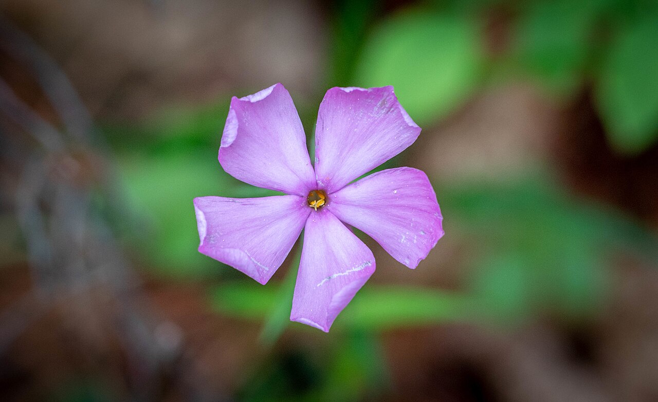 Swordleaf phlox: Swordleaf Phlox ( Phlox buckleyi ) in the United States