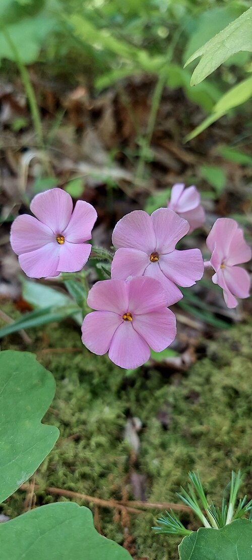 Swordleaf phlox: Swordleaf Phlox ( Phlox buckleyi ) in the United States