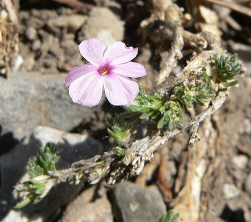 Dwarf phlox: Phlox condensata alongside the Bristlecone Trail, Lee Canyon, Spring Mountains, southern Nevada