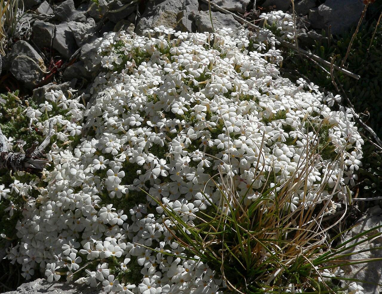 Dwarf phlox: Phlox condensata off 158 at Desert View, Spring Mountains , southern Nevada