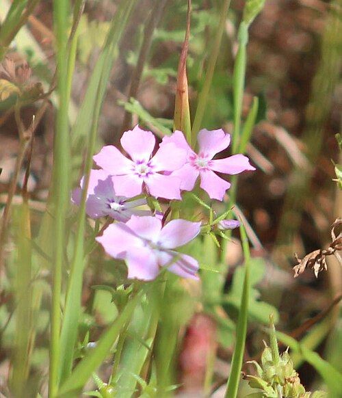 Pointed phlox: pointed phlox ( Phlox cuspidata ) in the United States