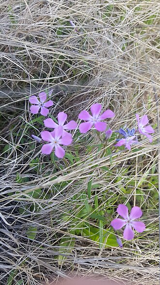 Pointed phlox: pointed phlox ( Phlox cuspidata ) in the United States