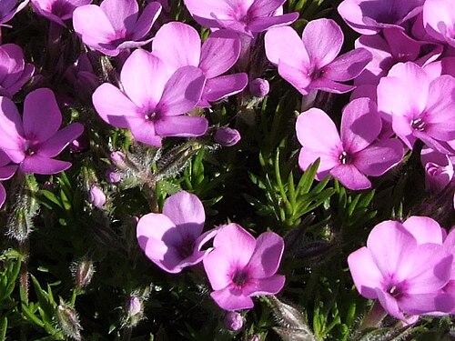 Phlox douglasii: Phlox douglasii