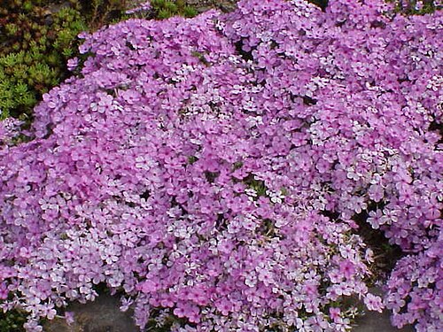 Phlox douglasii: Species : Phlox douglasii Family : Polemoniaceae Image No. 1