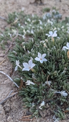 Grayleaf phlox (Phlox griseola)