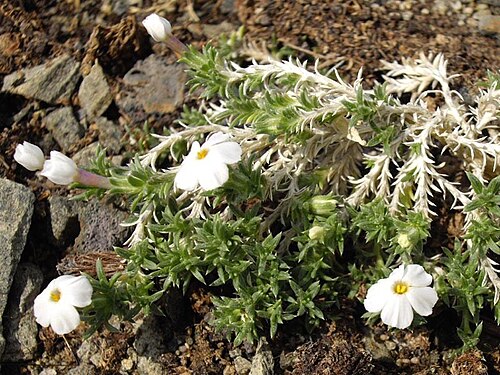 Grayleaf phlox: Phlox griseola subsp. tumulosa