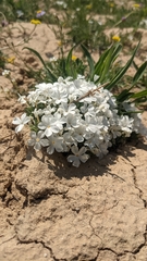 Grayleaf phlox (Phlox griseola)