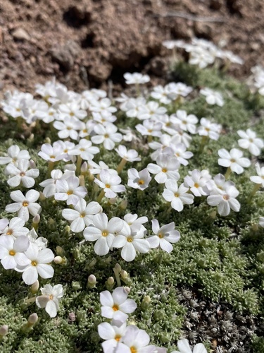 Grayleaf phlox (Phlox griseola)