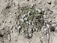 Grayleaf phlox (Phlox griseola)