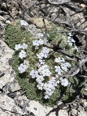 Grayleaf phlox (Phlox griseola)