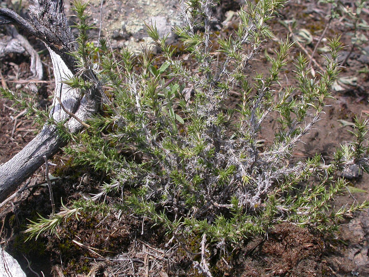 Spiny phlox: Individual mats of Phlox hoodii continue to grow throughout the summer and by about one month after flowering the matted habit is lost and the plants can be con