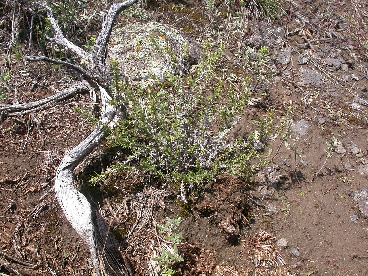 Spiny phlox: Individual mats of Phlox hoodii continue to grow throughout the summer and by about one month after flowering the matted habit is lost and the plants can be con