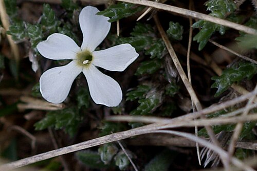 Spiny phlox: Phlox hoodii blooms in the spring, late April, when the crocuses are finishing up.