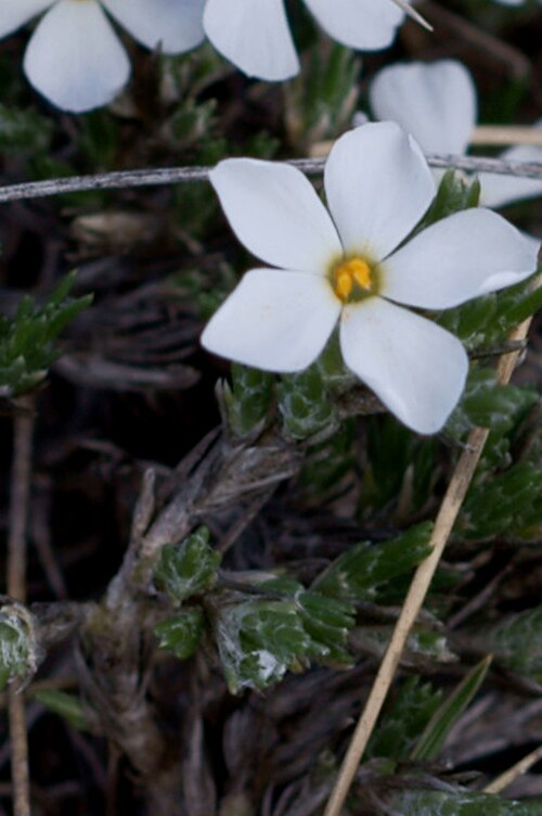 Spiny phlox: Phlox hoodii