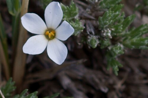 Spiny phlox: Phlox hoodii