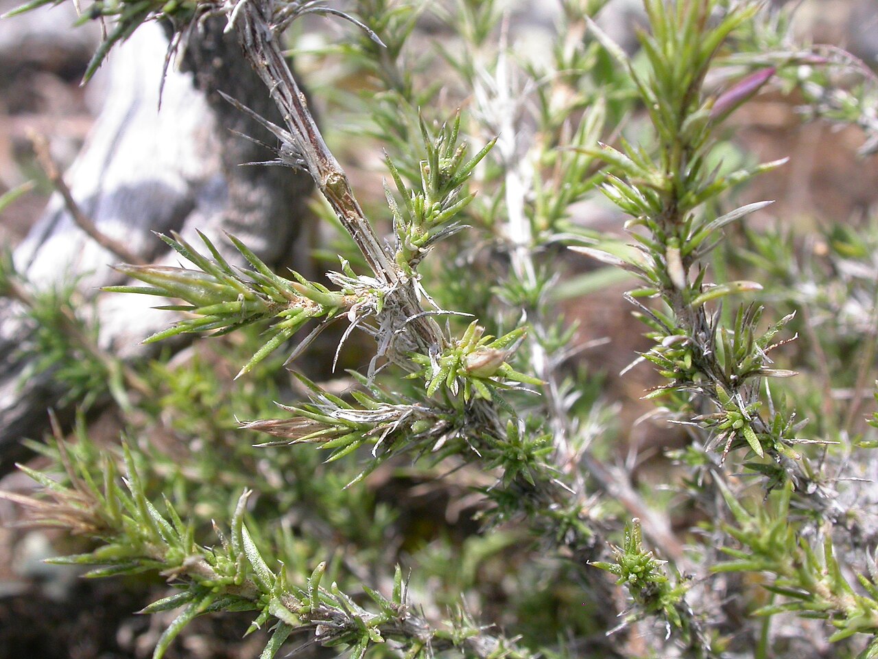 Spiny phlox: Individual mats of Phlox hoodii continue to grow throughout the summer and by about one month after flowering the matted habit is lost and the plants can be con