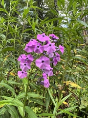Wild sweetwilliam (Phlox maculata)