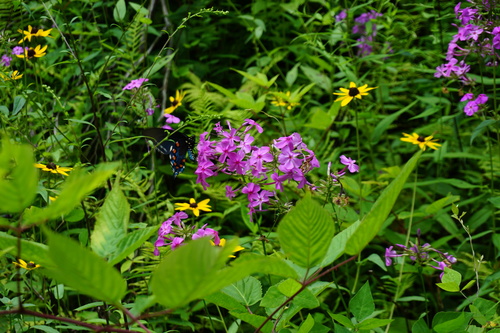 Wild sweetwilliam (Phlox maculata)