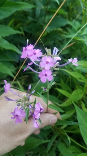Wild sweetwilliam (Phlox maculata)
