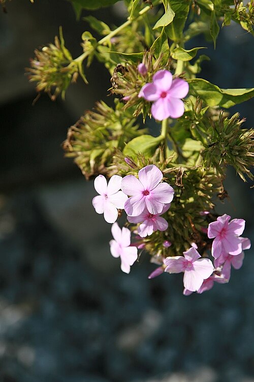 Wild sweetwilliam: Location taken: Behnke Nurseries, Beltsville, MD USA. Names: Phlox maculata 'Flower Power' Linnaeus, Flower Power Summer Phlox, Meadow Phlox, Wild Sweet Willia 