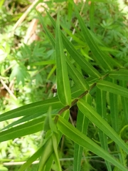 Wild sweetwilliam (Phlox maculata)