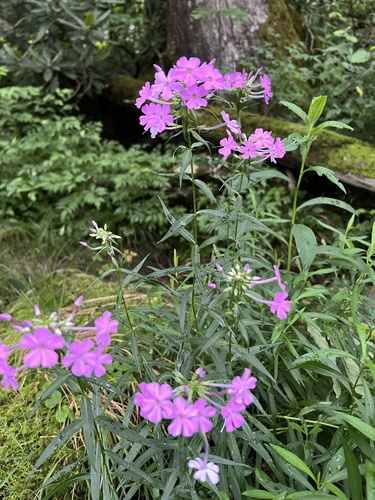 Wild sweetwilliam (Phlox maculata)