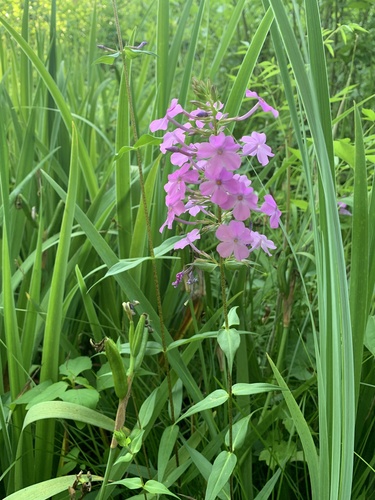 Wild sweetwilliam (Phlox maculata)