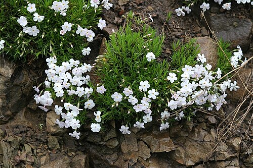 Flowery phlox: Phlox multiflora in the parking area, Undine Falls, Yellowstone, Idaho, USA