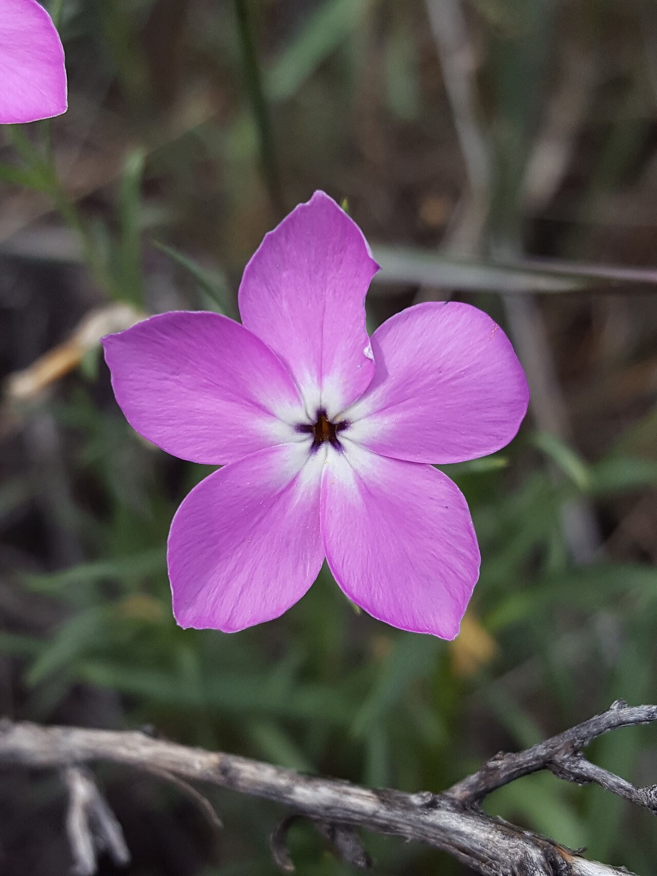 Santa Fe phlox: Santa Fe phlox ( Phlox nana ) in the United States