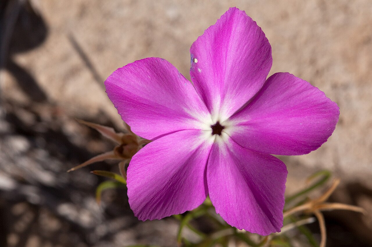 Santa Fe phlox: Phlox nana near The Rim on the east side of Piñon Creek, west side of the Guadalupe Mountains, 32.4790 -105.1444, Otero County, New Mexico. P.J. Alexander 1327.