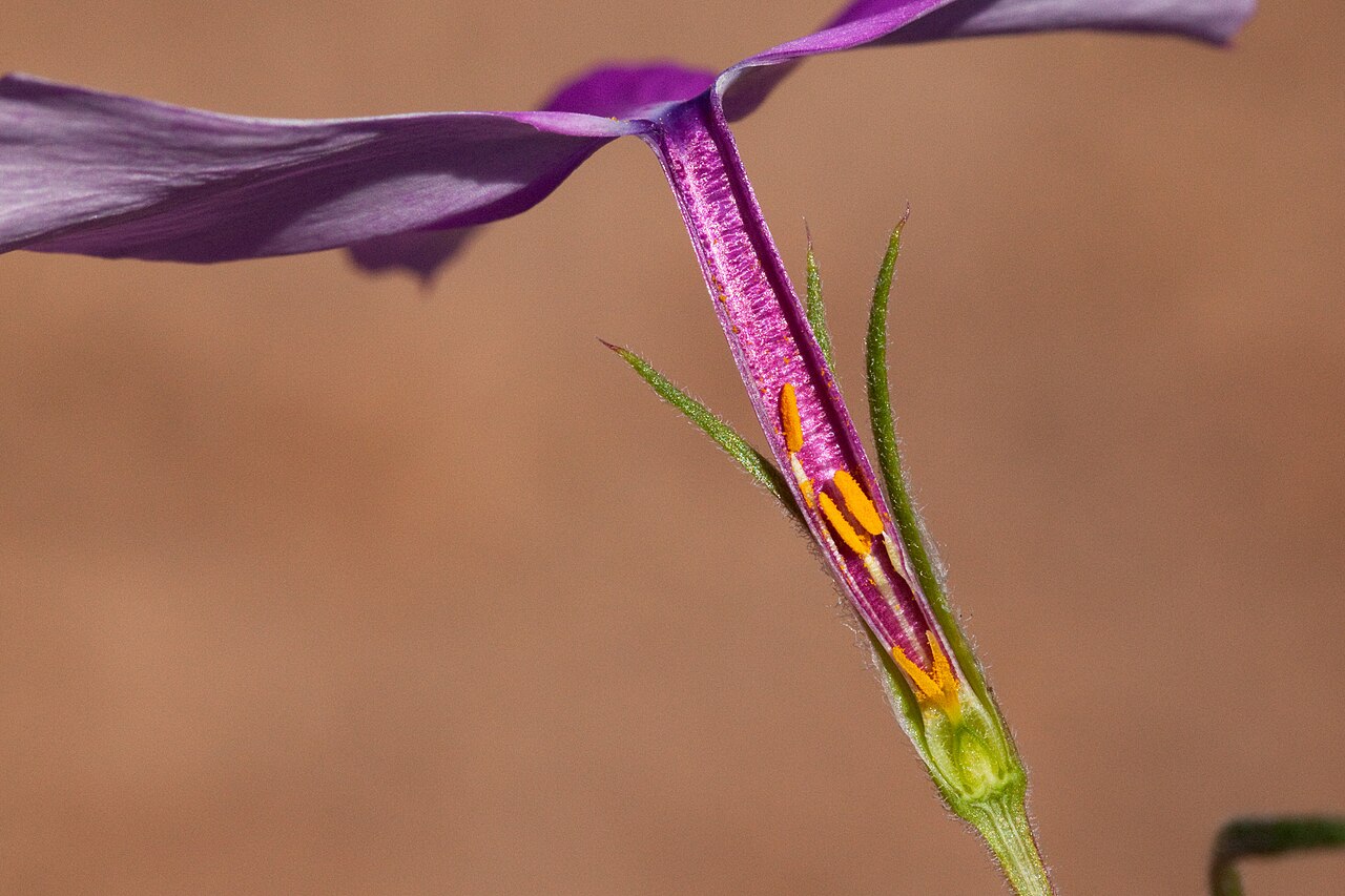 Santa Fe phlox: Phlox nana , Baylor Pass Trail, northern Organ Mountains, ca. 32.383 -106.584, Doña Ana County, New Mexico, 8 Oct 2013. P.J. Alexander 1405.