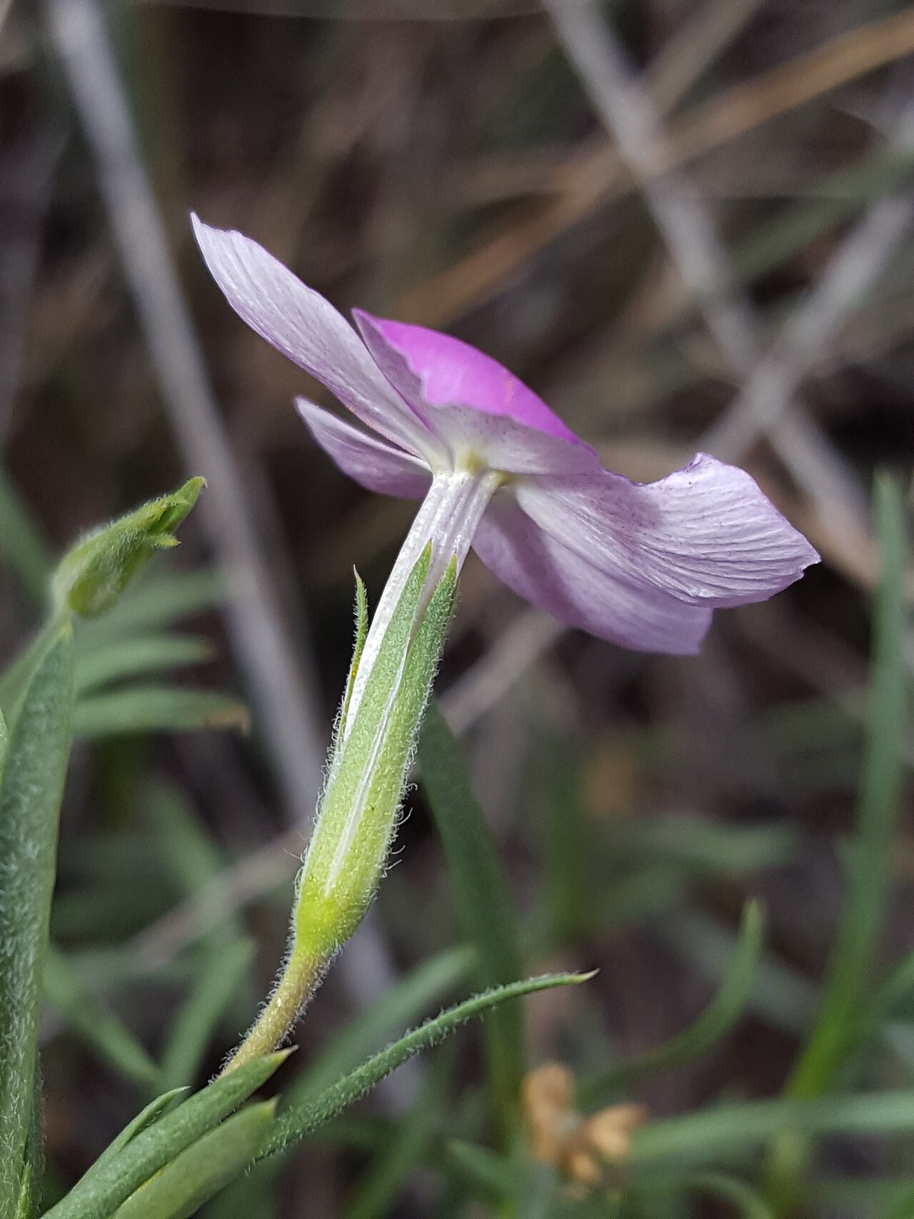 Santa Fe phlox: Santa Fe phlox ( Phlox nana ) in the United States