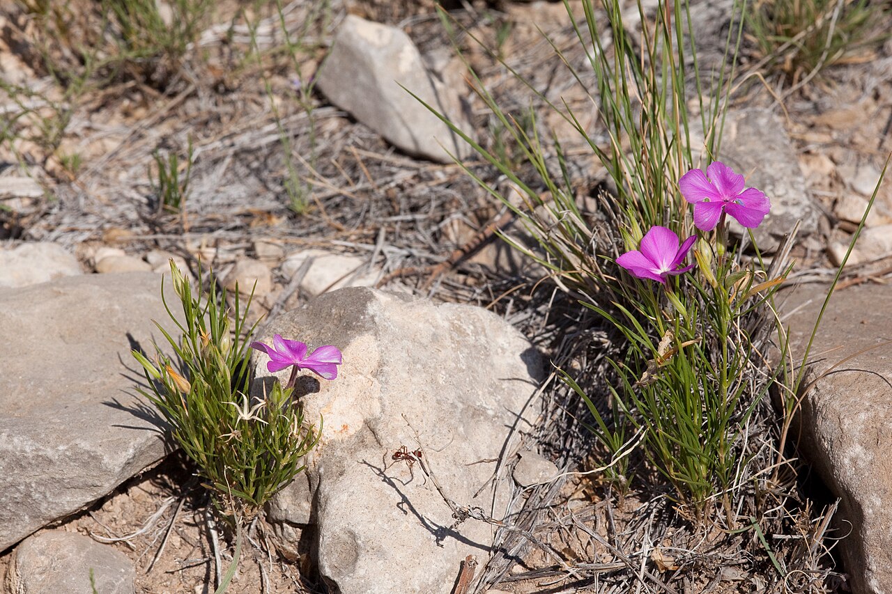 Santa Fe phlox: Phlox nana near The Rim on the east side of Piñon Creek, west side of the Guadalupe Mountains, 32.4790 -105.1444, Otero County, New Mexico. P.J. Alexander 1327.