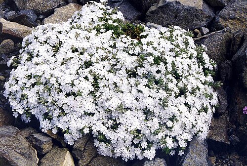 Trailing phlox: Phlox nivalis 'Nivea'