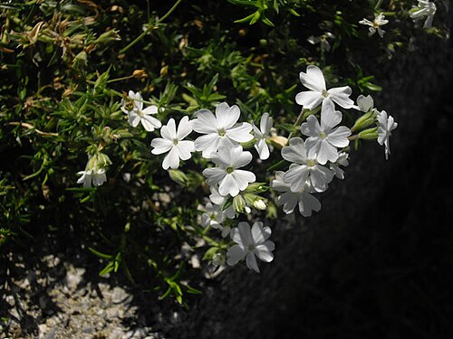 Trailing phlox: Phlox nivalis 'Nivea'