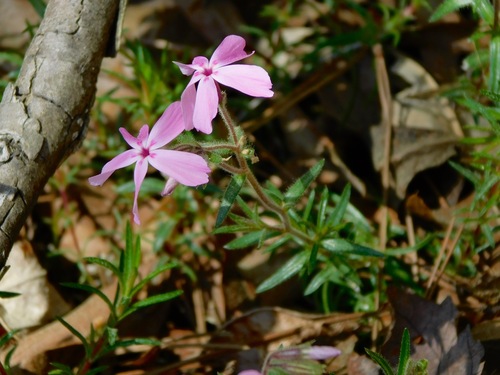 Trailing phlox (Phlox nivalis)