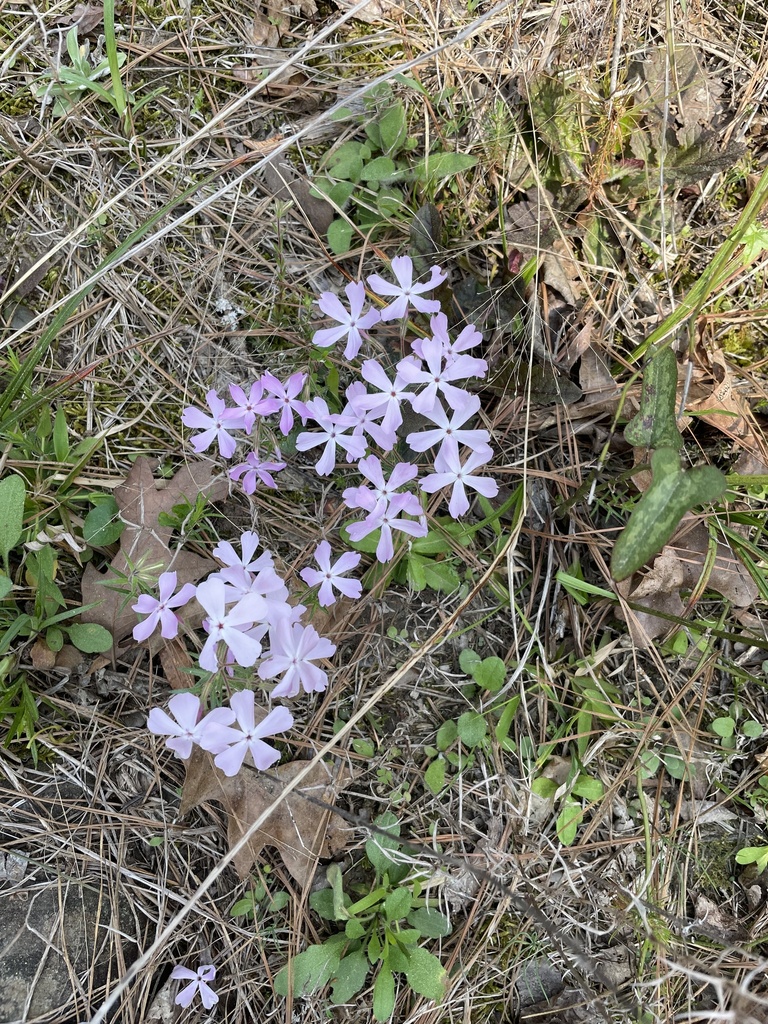 Trailing phlox (Phlox nivalis)
