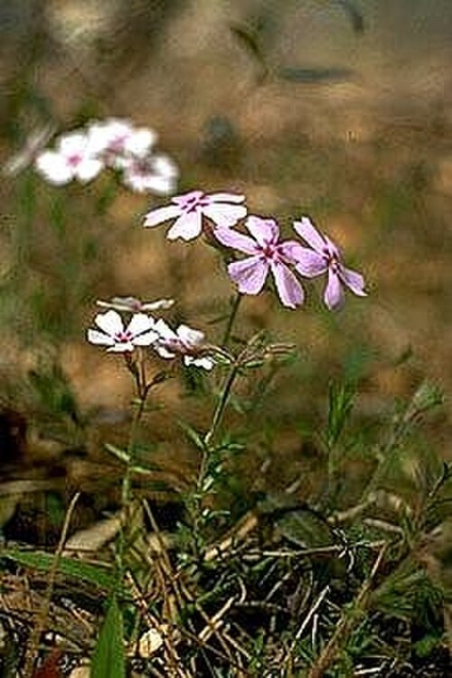 Trailing phlox: Location taken: United States Botanic Garden, Washington D.C.. Names: Phlox nivalis , Florida Phlox, Phlox, Piney-Woods Phlox, Trailing Phlo Classification: Pla