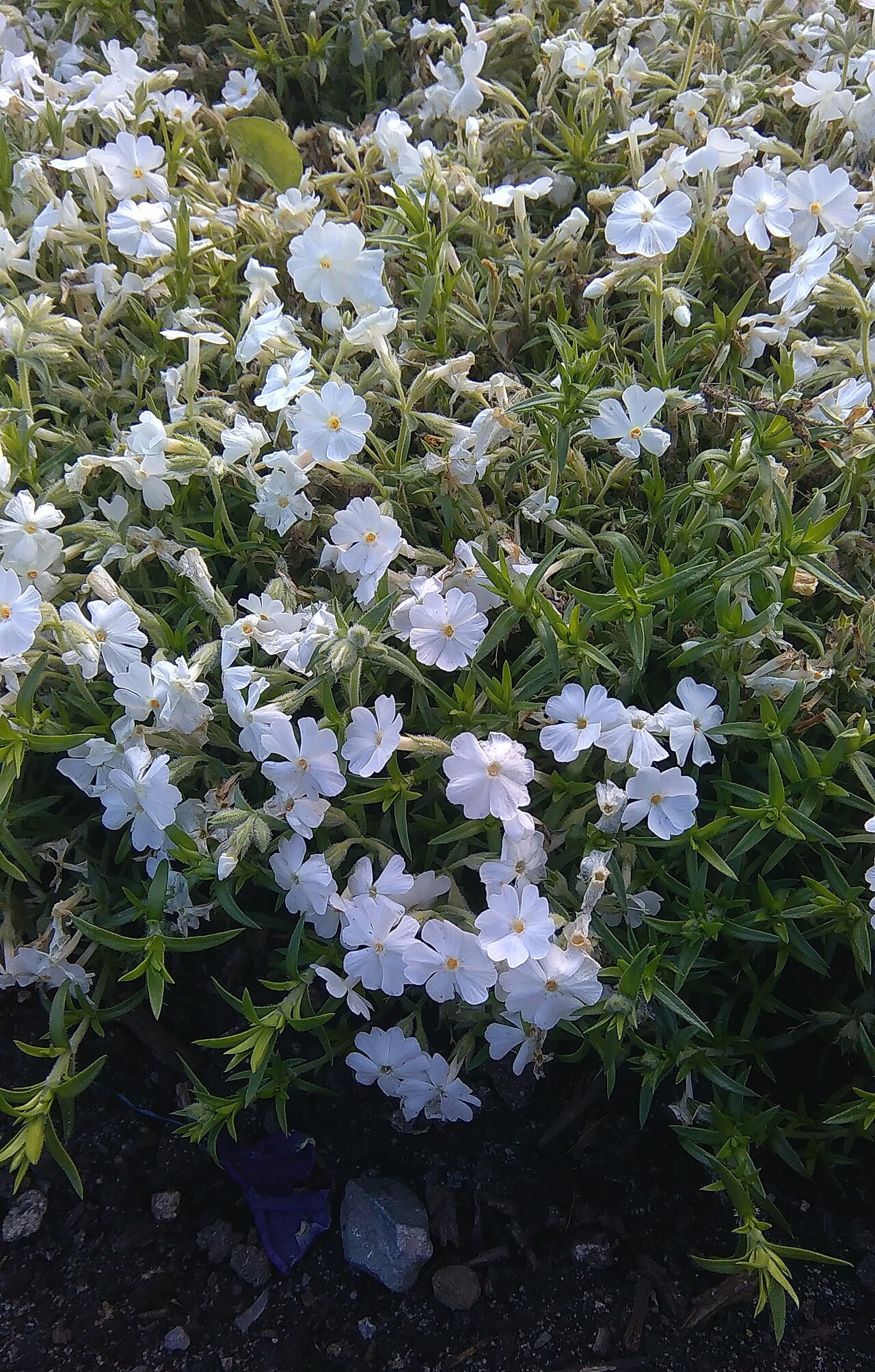 Trailing phlox: Phlox nivalis in botanical garden in Kraków