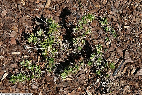 Trailing phlox: Location taken: United States Botanic Garden, Washington D.C.. Names: Phlox nivalis 'Camla' , Camla Trailing Phlox, Stirrup shel Classification: Plantae > Trach
