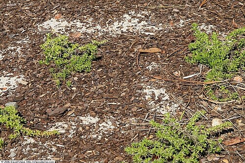 Trailing phlox: Location taken: United States Botanic Garden, Washington D.C.. Names: Phlox nivalis , Florida Phlox, Phlox, Piney-Woods Phlox, Trailing Phlo Classification: Pla