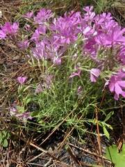 Trailing phlox (Phlox nivalis)