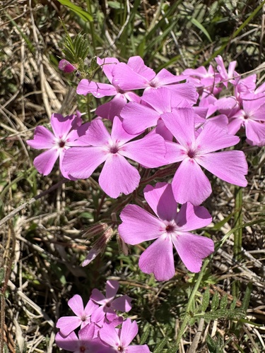 Trailing phlox (Phlox nivalis)