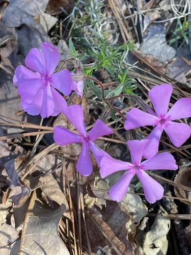 Trailing phlox (Phlox nivalis)